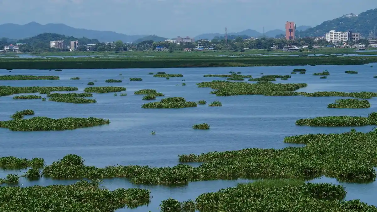 Deepor Beel’s Decline Hits Fisherfolk as Pollution Takes Toll