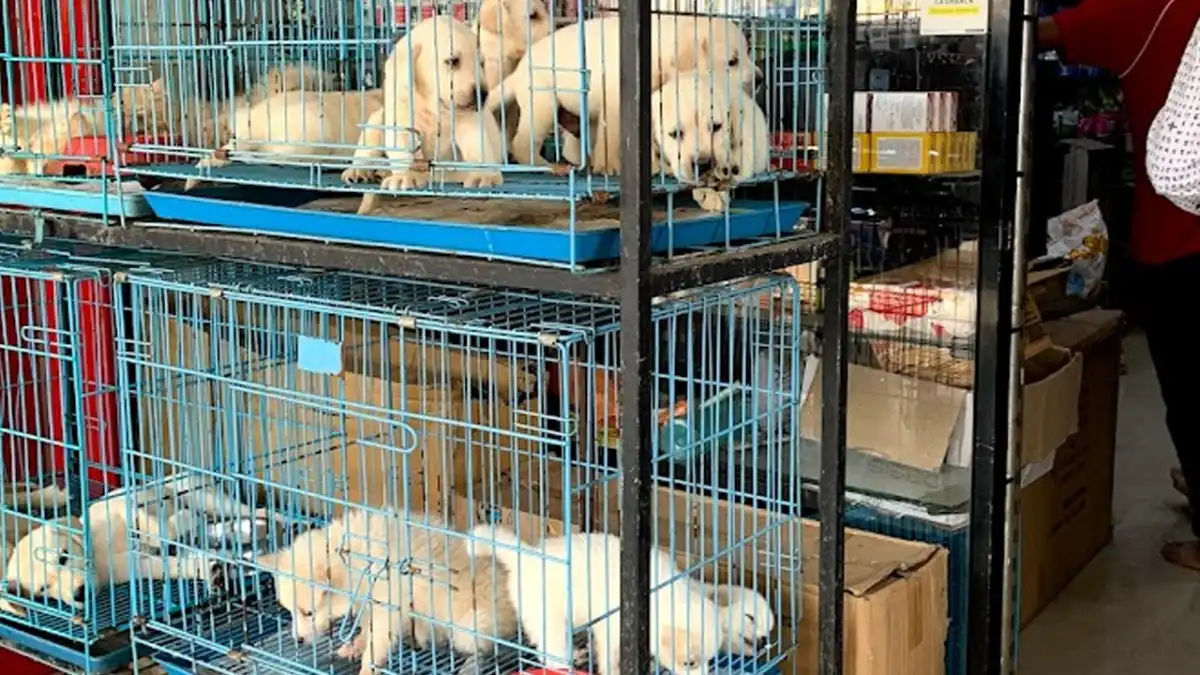 Guwahati Pet Shops Face Scrutiny Over Cruelty, Illegal Practices