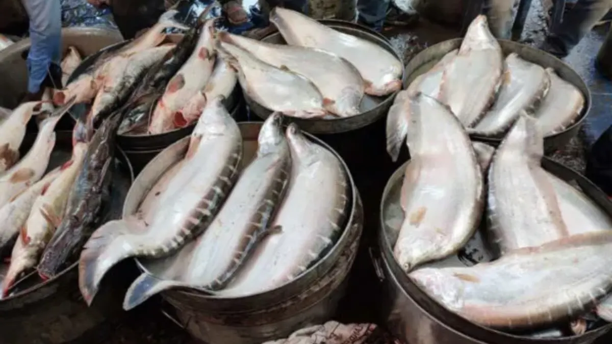 Uruka Fish Shopping Picks Up at Uzan Bazar in Guwahati
