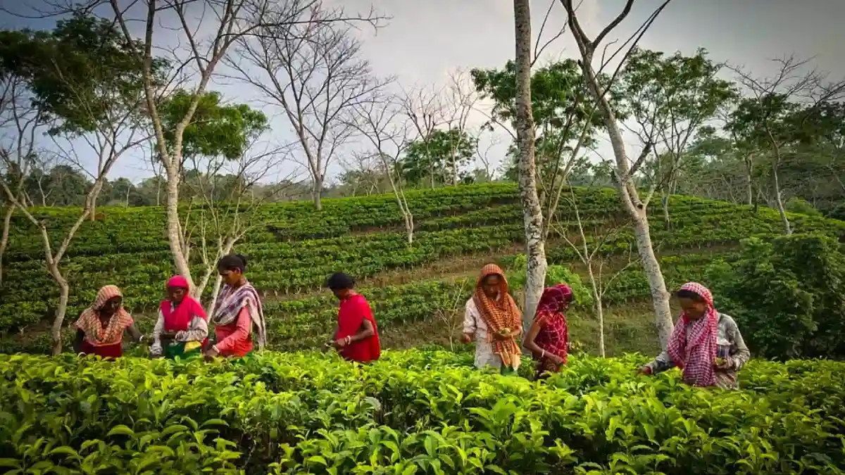37 Tea Garden Communities Added to Assam MOBC List