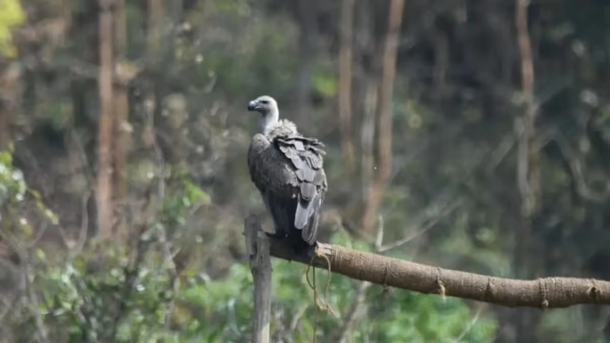 Assam Releases First Captive-Bred Vultures Near Guwahati