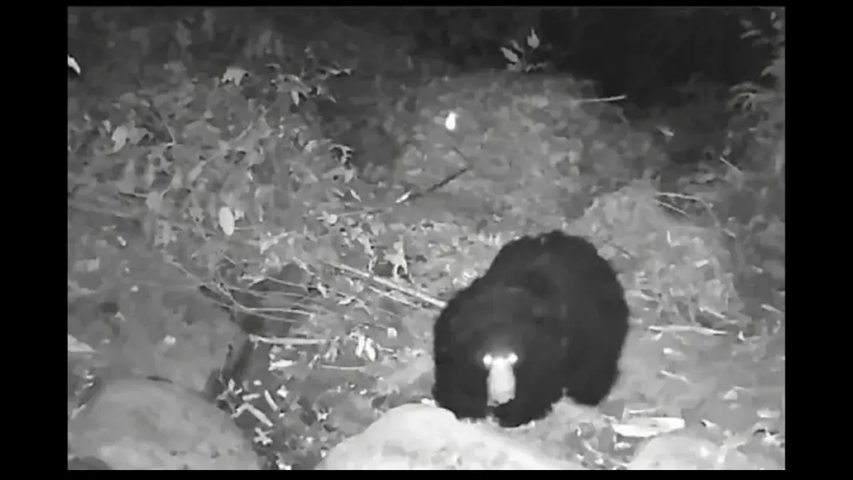 Black Bear Spotted in Rani Reserve Forest Near Guwahati