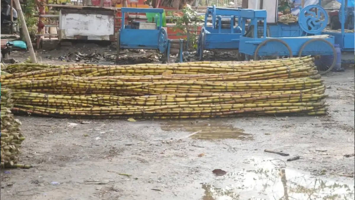 Unhygienic Sugarcane Storage Near Lachit Ghat Raises Concerns