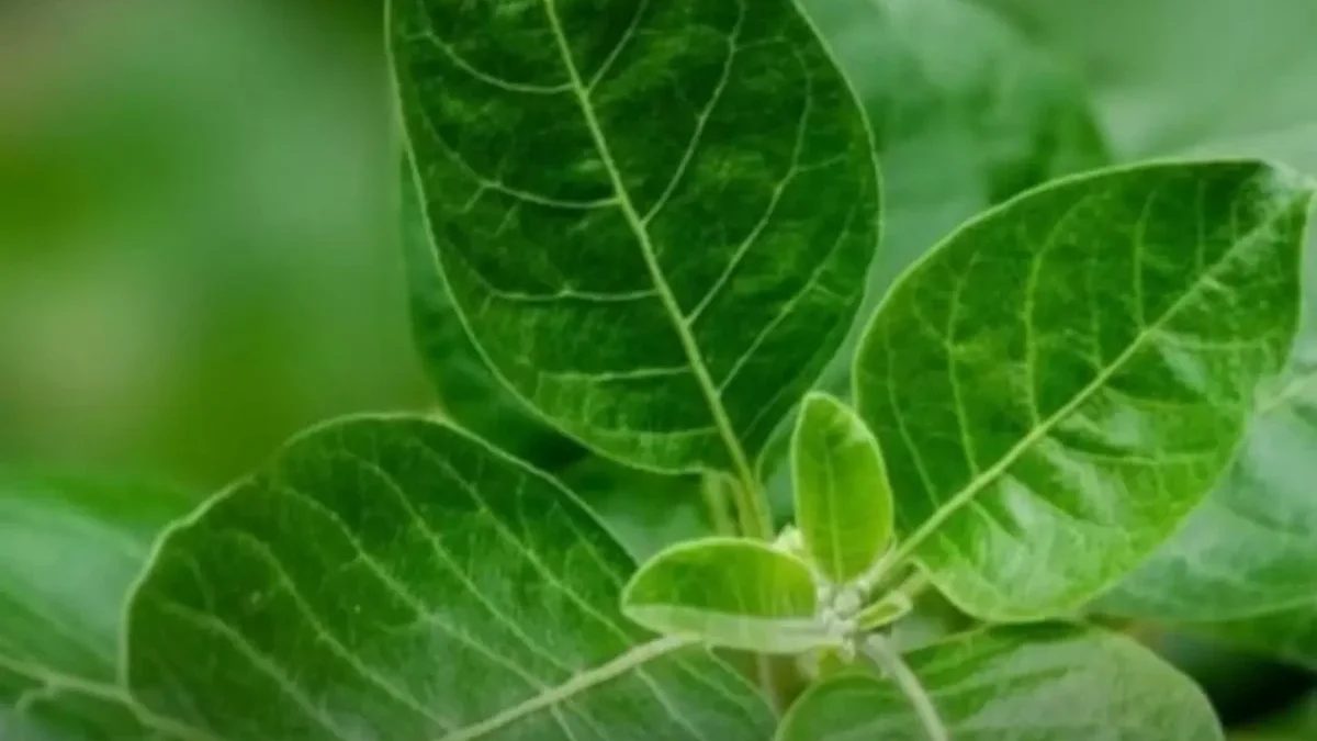 Ashwagandha Leaf Ban: FSSAI Issues Advisory, Guwahati Sellers Told to Comply