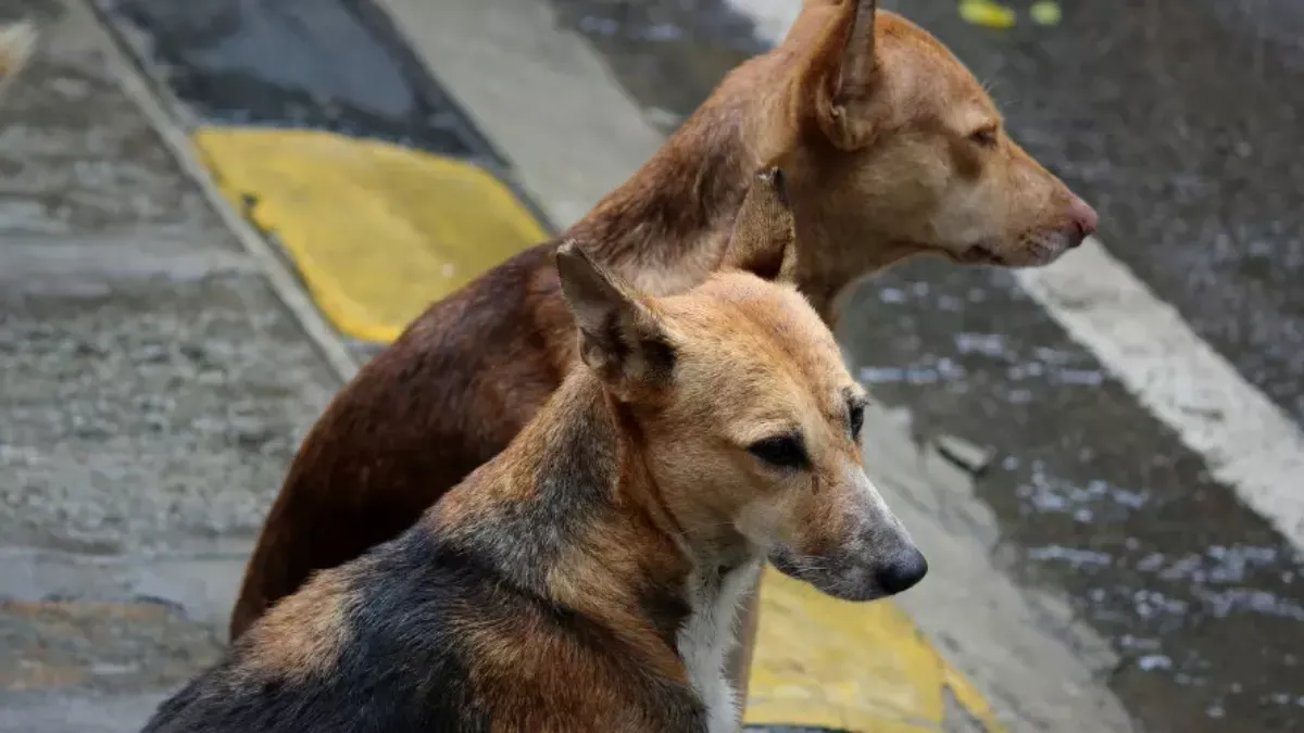 Complaint Filed Over Dog-Hit Incident Near Guwahati, Probe Sought