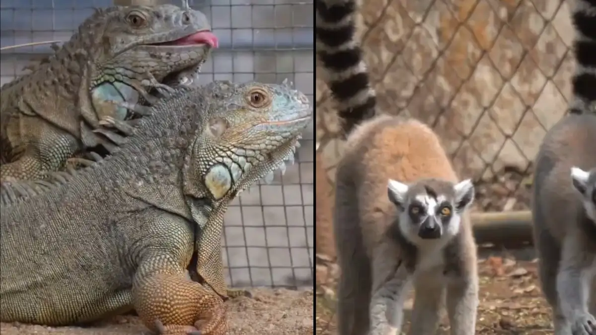 Guwahati Zoo Welcomes Iguanas and Lemurs