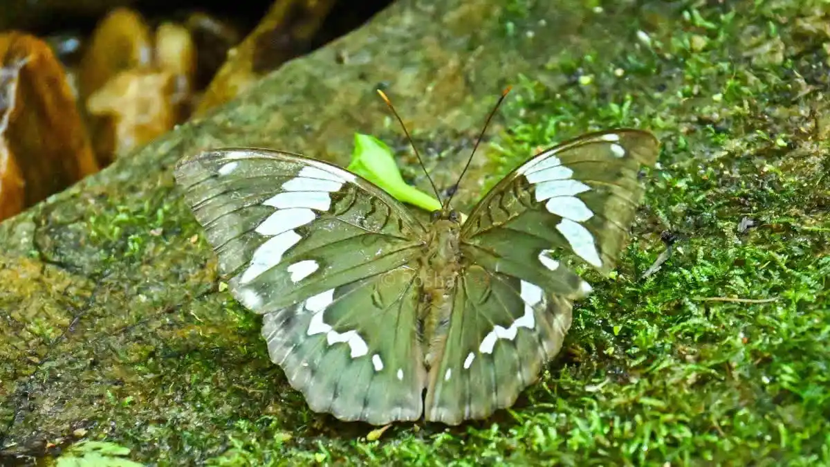 New Butterfly Named After Zubeen Garg Discovered, Pride for Guwahati