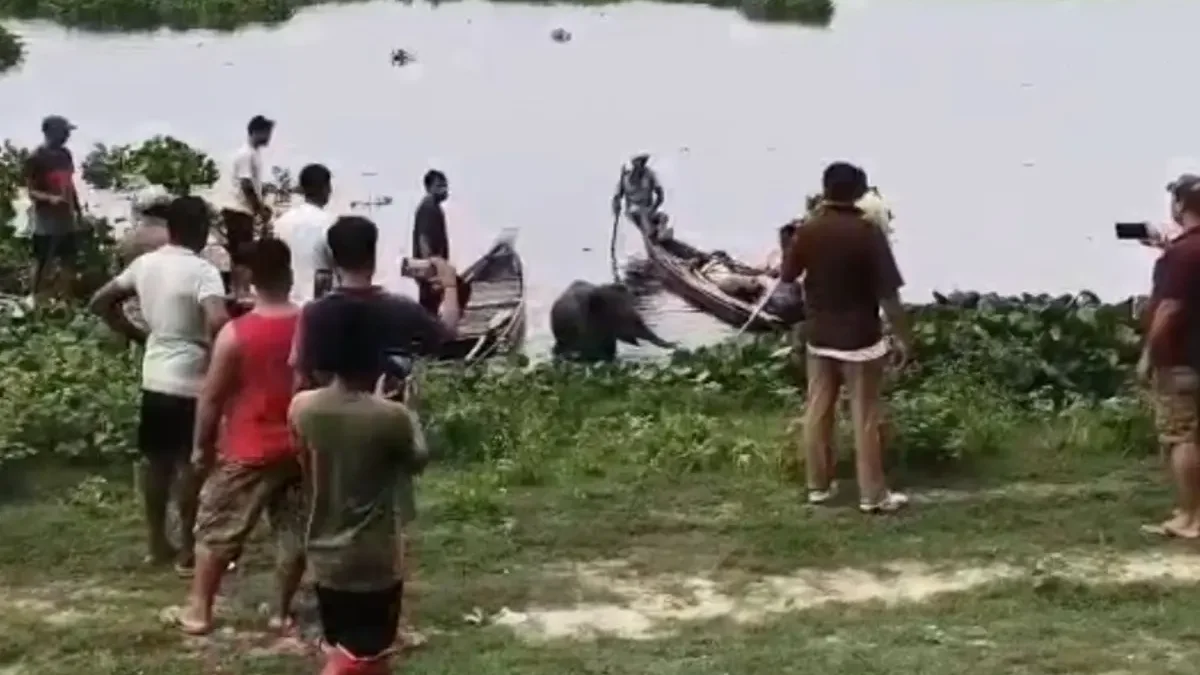 Elephant Calf Rescued From Deepor Beel After Being Separated From Herd Near Garbhanga Forest