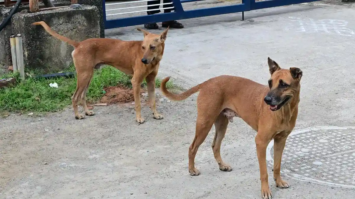 Supreme Court Stray Dog Ruling Sparks Discussion in Guwahati