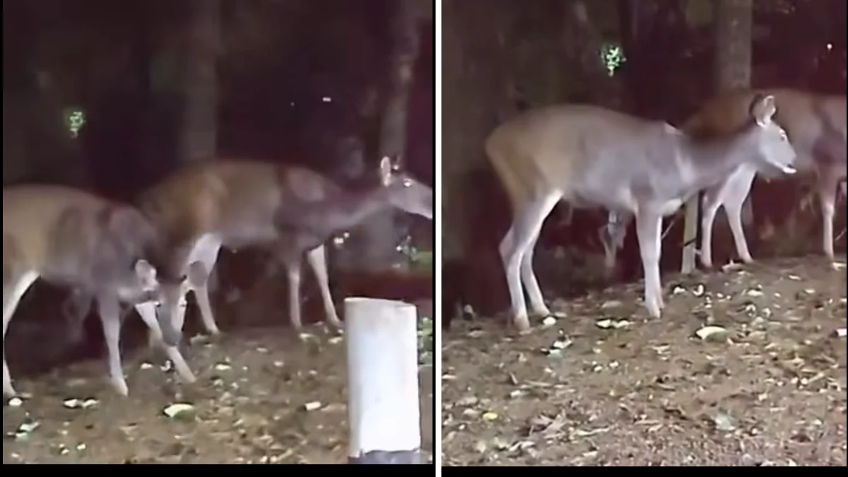 Two Deer Spotted Near Geetamandir in Guwahati
